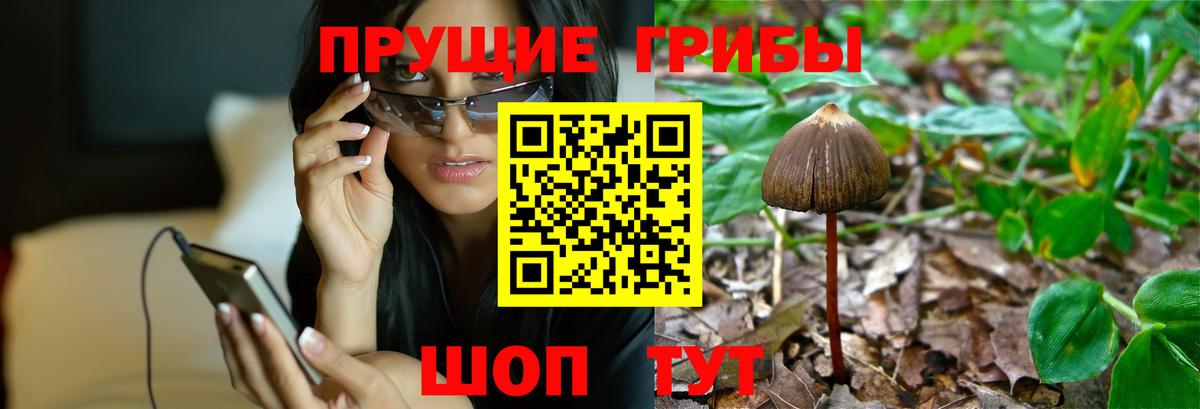 Галлюциногенные грибы Psilocybine cubensis  Вход с VPN  Новосибирск 